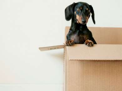 black and brown Dachshund standing in box