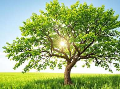 Grüner Baum in einer friedlichen Landschaft.
